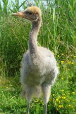 White Red Black - 2nd July 2014